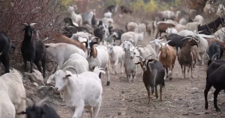 1,200 goats hired to snack away wildfire risk in Colorado