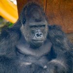 Recycle Old Tech and Help Gorillas