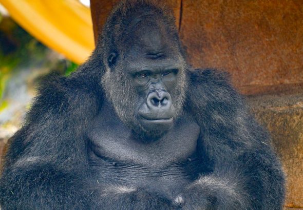 Recycle Old Tech and Help Gorillas