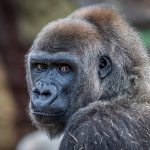Recycle Your Old Tech to Help Gorillas