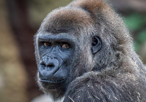 Recycle Your Old Tech to Help Gorillas