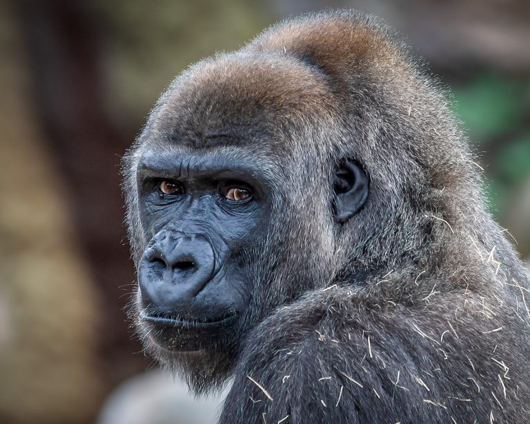 Recycle Your Old Tech to Help Gorillas